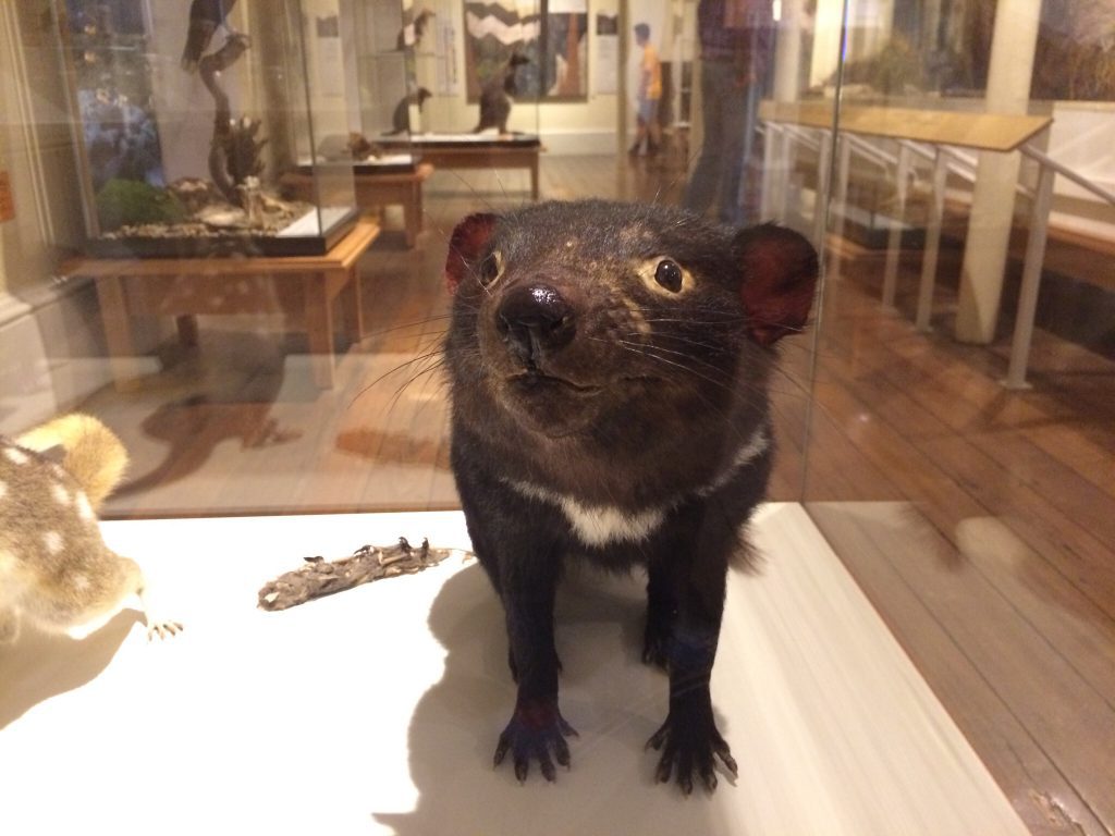 hobart_tasmanian_devil